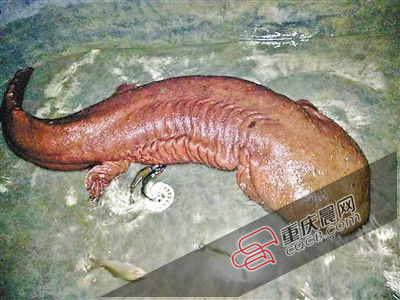 巫山抱龍鎮(zhèn)的超級娃娃魚。