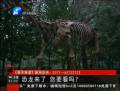 恐龍來了 你要看么？