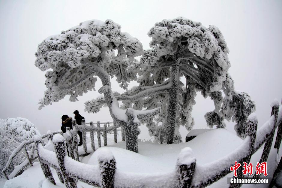 12月18日，雪后的安徽黃山風景區出現了大面積雪凇美景，銀裝素裹，玉樹瓊枝，游人置身其間，如醉如癡。